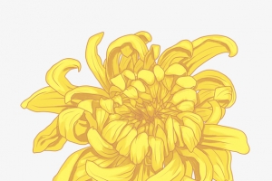 手绘重阳节花卉菊花装饰