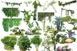 室外景观植物素材