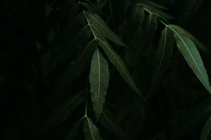 树叶 树枝 灌木 植物 深色 4k壁纸 3840x2160
