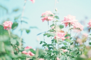 清新花卉户外风景banner