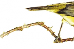 手绘可爱黄色小鸟端午节创意高清PNG透明图片设计素材免费下载