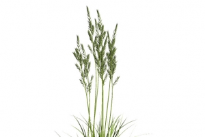 稻草