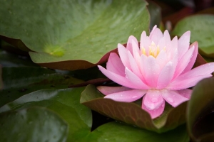 睡莲 花 花瓣 粉红色 叶子 水滴 4k壁纸 3840x2160