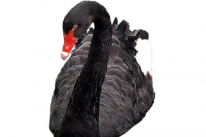 黑色天鹅高清PNG透明图片-动植物动物设计素材免费下载