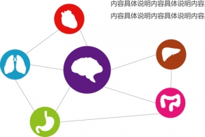 器官关系图表