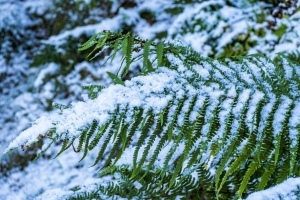 蕨类植物 树叶 雪 绿色 宏观 4k壁纸 3840x2160