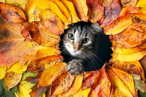猫 树叶 秋天 宠物 4k壁纸 3840x2160