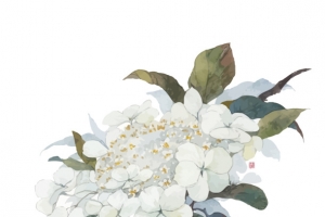 矢量琼花