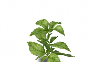 紫苏药草