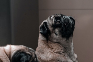 pug 狗 一瞥 有趣 动物 4k壁纸 3840x2160