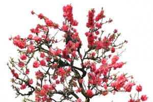桃花树