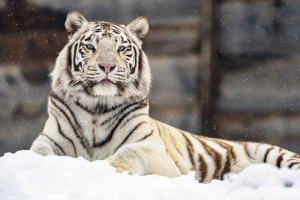 孟加拉虎 老虎 一瞥 雪 大猫 4k壁纸 3840x2160