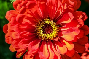 百日草 花瓣 红色 花 花粉 宏观 阴影 4k壁纸 3840x2160