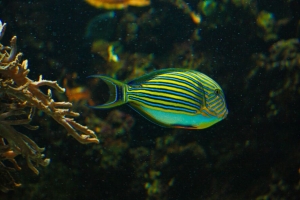 条纹鱼 鱼 水族馆 水 4k壁纸 3840x2160