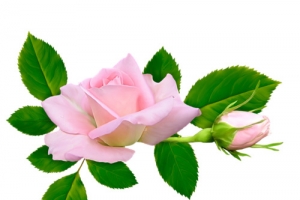 粉色月季花