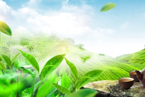 春茶上新小清新摄影绿banner