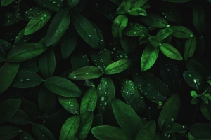 叶子 水滴 露水 植物 水分 深色 4k壁纸 3840x2160