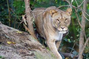母狮 捕食者 大猫 动物 狩猎 野生 4k壁纸 3840x2160