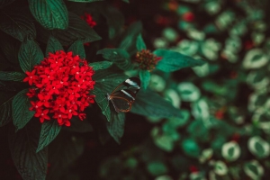 花 蝴蝶 花序 红色 植物 4k壁纸 3840x2160
