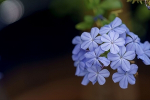 铅 花 花瓣 蓝色 宏观 4k壁纸 3840x2160