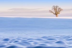 冬季雪地一棵树3440x1440风景壁纸