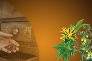 草本植物中药药材PSD分层主图背景素材