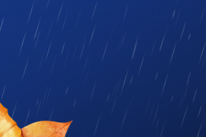秋天背景树叶屋檐细雨