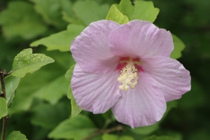 自然 漂亮花卉 木芙蓉 木槿花4K壁纸图片