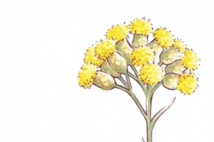 蜡菊，菊花，花