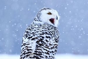 猫头鹰 白猫头鹰 极地猫头鹰 鸟 雪 冬季 4k壁纸 3840x2160