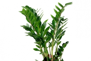 绿色植物盆景盆栽