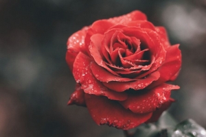 玫瑰 芽 滴 茎 4k壁纸 3840x2160