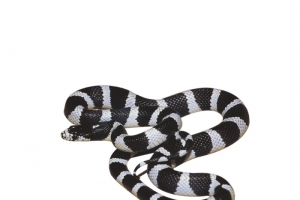 条纹蛇高清PNG透明动植物动物设计素材免费下载