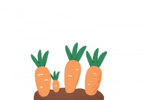 胡萝卜种植基地