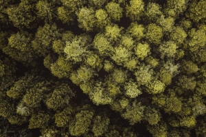 树木 森林 鸟瞰图 树枝 4k壁纸 3840x2160