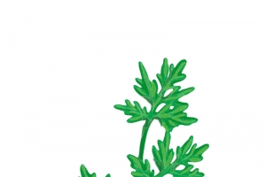 端午节艾草手绘