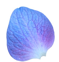 紫色花瓣图片素材