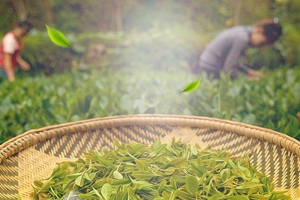 春茶节茶园风光茶叶PSD分层主图背景素材