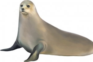 温柔海豹