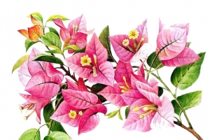 红色花朵绿色叶子