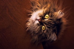 猫 灰色 蓬松 宠物 4k壁纸 3840x2160