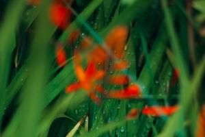 叶子 花 植物 水滴 水 4k壁纸 3840x2160