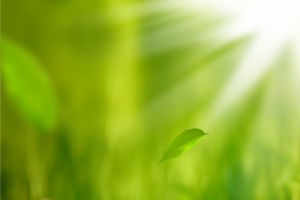绿色茶叶树墩背景素材