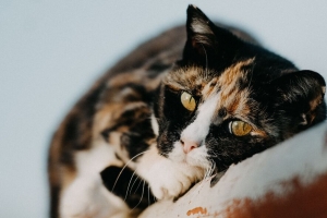 猫 宠物 可爱的 4k壁纸 3840x2160