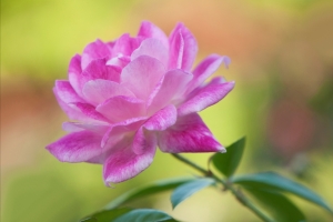 紫色花瓣4K壁纸