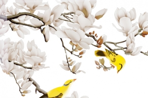 玉兰花小黄鹂