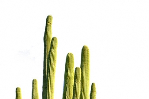 沙漠仙人掌