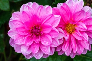 大丽花 花 花瓣 宏观 粉红色 水滴 雨 4k壁纸 3840x2160