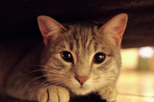 灰色的猫 猫的眼睛 年轻的猫 虎斑猫4K图片壁纸