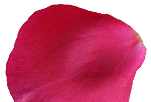 玫瑰花瓣素材